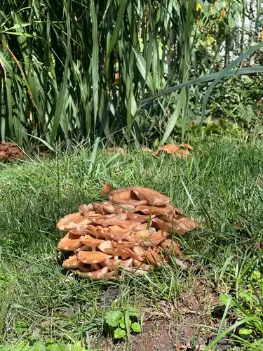 Sunlit fungi flourishing in the vibrant green grass.